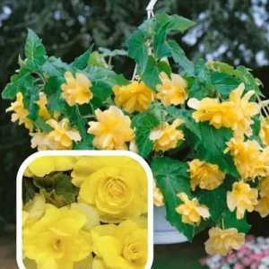 Бегонія Каскад Жовта