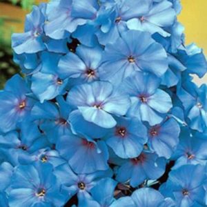 Флокс синій