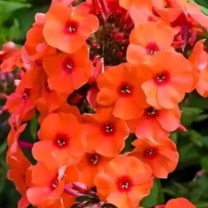 Флокс помаранчевий